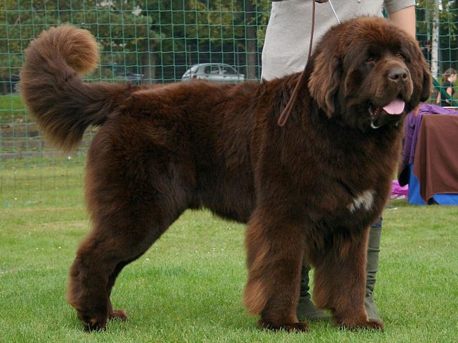 највећи пас на свету 8