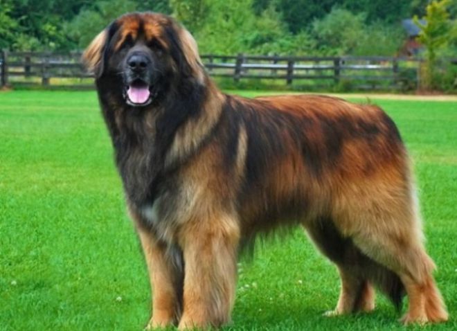 Největší psi na světě -1
