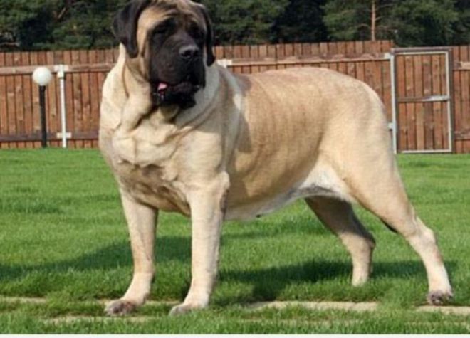 Największe psy na świecie -10