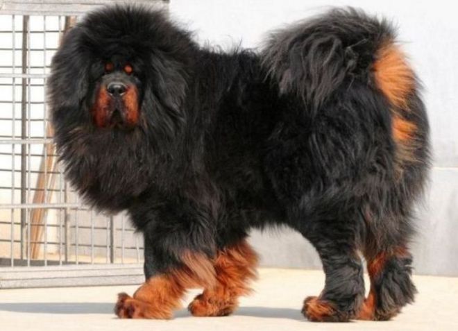 Najveći psi na svijetu -5