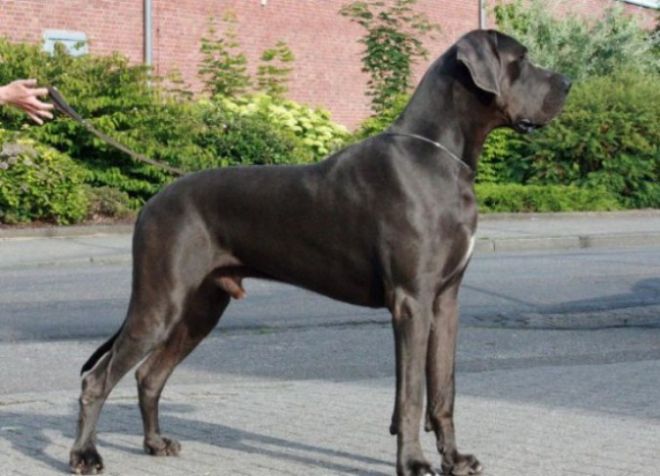 Največji psi na svetu -6