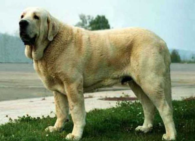 Najveći psi na svijetu -8