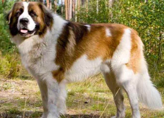 Най-големите кучета в света -9