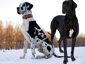 Най-големите кучета2