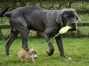 Най-големите кучета9
