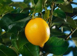 Kako shraniti limone, če so listi padli