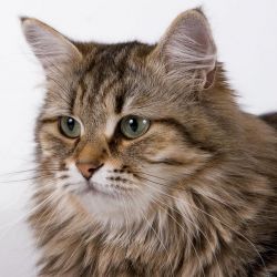 котка от сибирска порода