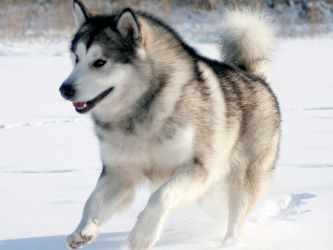 ескимоско куче