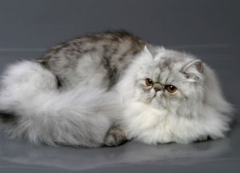Най-известните породи котки1