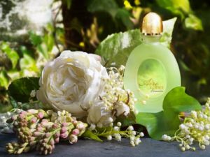Nejoblíbenější parfém pro ženy 2015 2