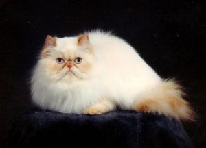 Най-популярните породи котки1