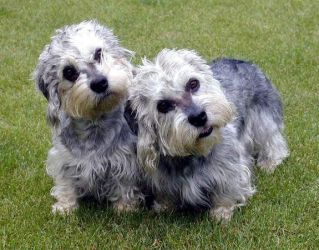 Dandie Dinmont terijer