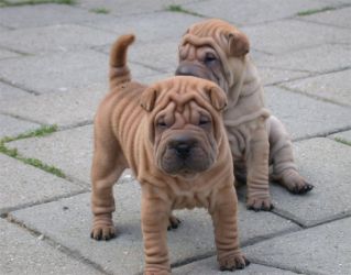 Kitajski Shar Pei