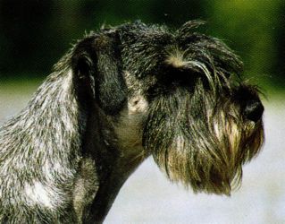 Standardni Schnauzer