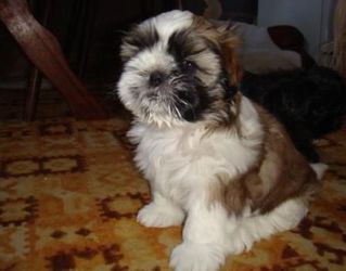 Shih Tzu