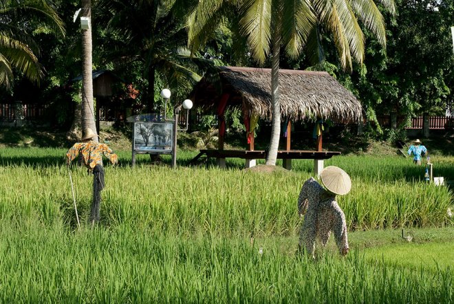Охрана рисовых полей