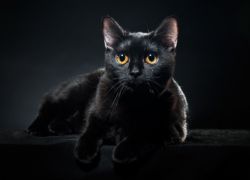Ime za črno mačko1