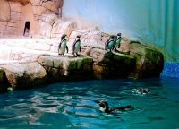 Пингвины в парке Океанариума