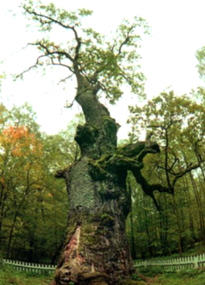 Najstarsze drzewo świata10