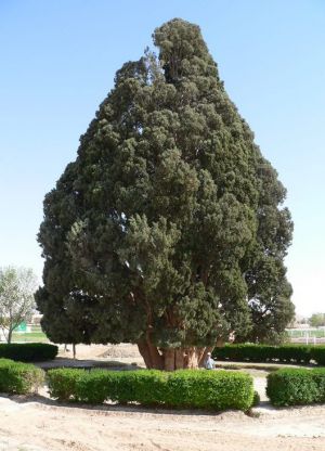 Najstarejše drevo na svetu3