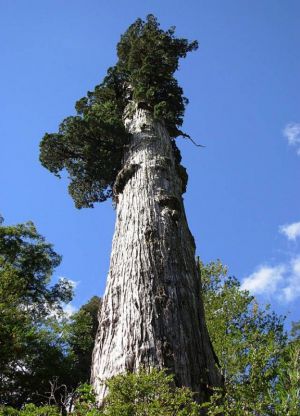 Najstarsze drzewo świata 5