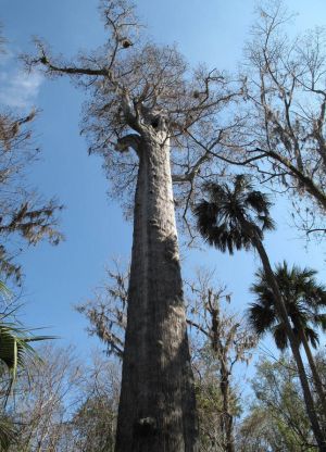 Najstarejše drevo na svetu6
