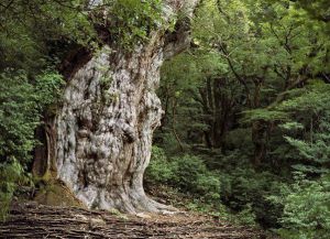 Najstarejše drevo na svetu7