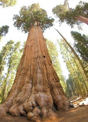 Najstarije stablo na svijetu8
