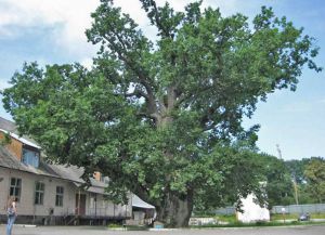 Najstarsze drzewo na świecie9