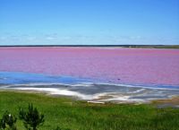 розово езеро на Altai_9