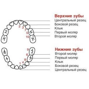 модел на зъби при деца