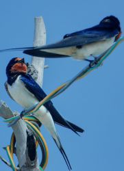 Swallows omens