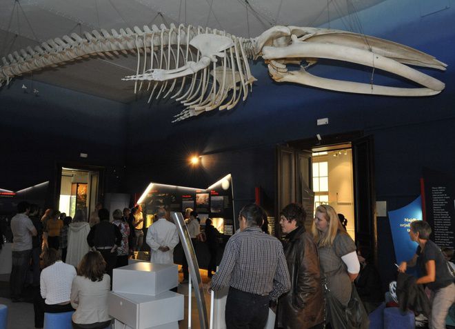 В музее представлены огромные скелеты