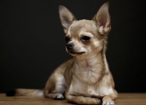 Најмањи пас на свету10