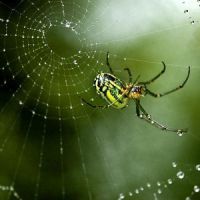 Pauk izvan prozora jeo je paukovu mrežu