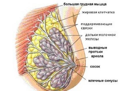 ženského prsu