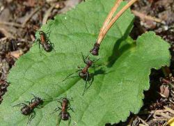 środki ludowe przeciwko mrówkom