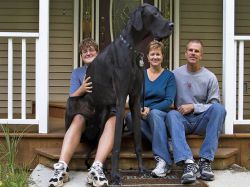 Najvišji pes na svetu1