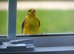 pták letěl na balkon pro těhotenství