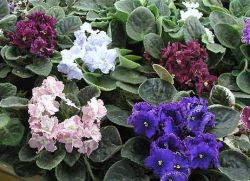 sorte botaničnih violet