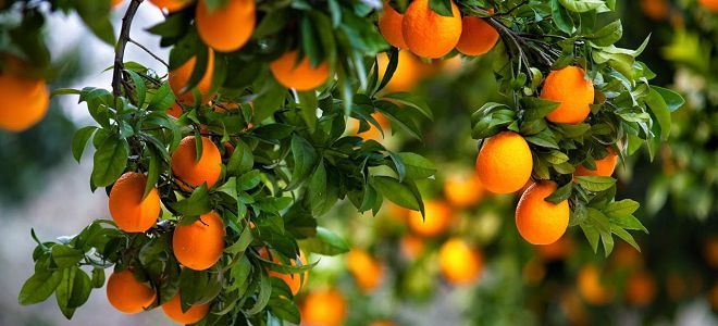 sjemenke mandarina