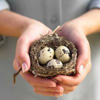 přínosy surových křepelčích vajec