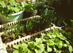 Ogród warzywny na parapecie - od razu do stołu2