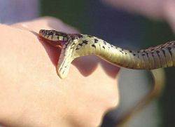 Příznaky kousnutí zmije