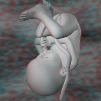 normy třetího ultrazvuku během těhotenství