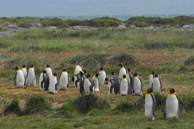 Пингвины в Тьерра-дель-Фуэго