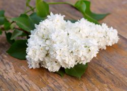 bela lila skupna obdelava