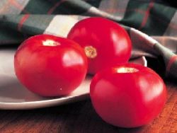 bobcat odrůda rajčat