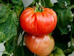 разновидност на домати