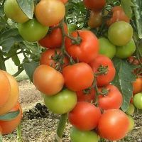 описание на екватора на домати